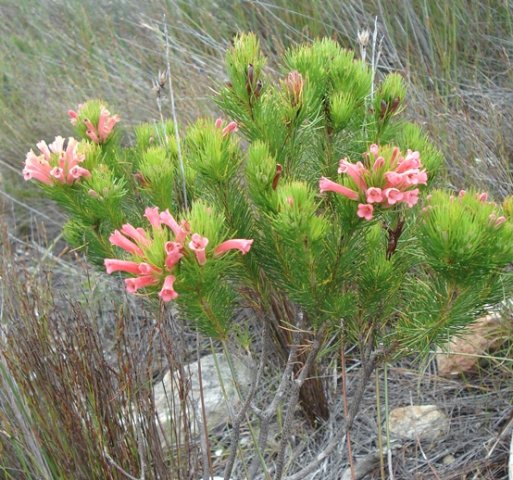 Erica vestita flowering pale
